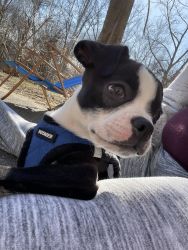 Puppy, Boston Terrier for sale