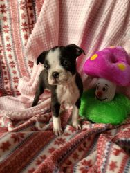 Boston Terrier Puppies for sale in Florida