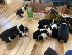 Boston Terrier puppies Open for Reservation