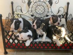 Boston Terrier Puppies that need a good forever home. Rehoming