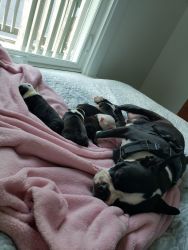 Boston puppies for sale