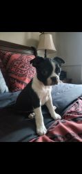 Full breed boston terriers for sale