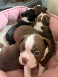 Boston terrier puppies bloodline for sale