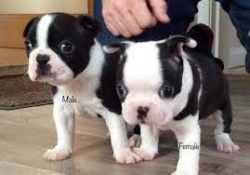 CUTE'S Boston Terrier Puppies For Sale