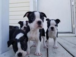 Boston Terrier Puppies For New Homes for sale