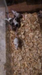 Feeder/ pet mice and rats