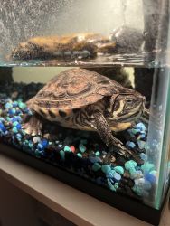 *Rehome* Turtle