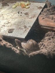 Box turtle needs home ASAP