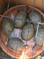 Three toad box turtles