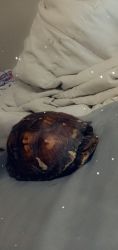 Box turtle for sell