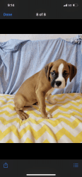 BOXER MALE PUPPY FOR SALE