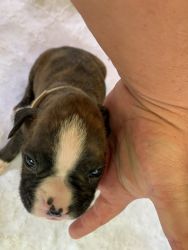 Boxer puppies born July 15