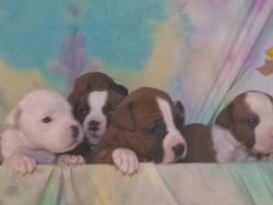 Adorable puppies for sale. You will fall in love.