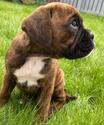 boxer pups for you