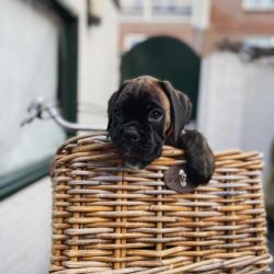boxer puppy for you