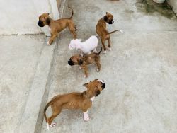 Boxer dog for sale