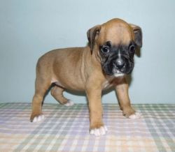 knowledgeable Boxer Puppies
