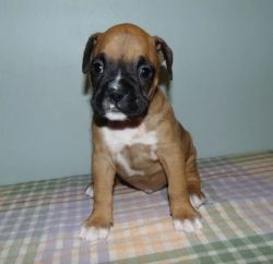 kind Boxer Puppies