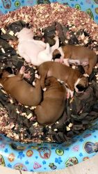 BOXER puppies for sale!!!