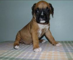 likable Boxer Puppies