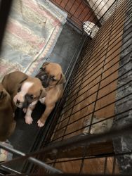 Beautifull fun smart Boxer puppies