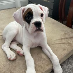 Akc Boxer Puppies available