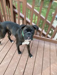 16 month old male boxer