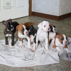 Purebred boxer puppies available
