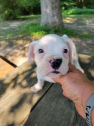 AKC reg Boxer white males pups, 7 weeks old first shots and wormed.
