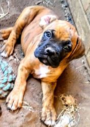4 male Boxer puppies ready for new homes!!