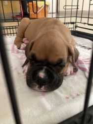 Cute Boxer Puppy for Sale