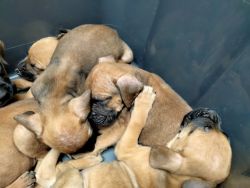 Boxmas puppies . Boxer/mastiff mix 6 weeks old