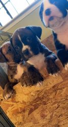 5 boxer puppy for sell contact (xxxxxxxxxx) for more details