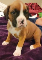 Full Blooded Boxer pups for sale