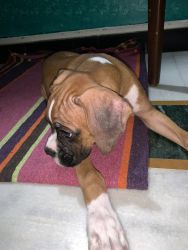 Female pure boxer breed - not for business. Need a happy home