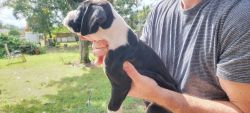CKC Boxer puppies Reverse Brindled/Sealed
