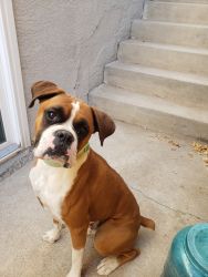 16month intact Boxer