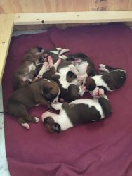 AKC Boxer puppies for Christmas