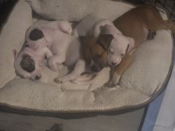 6-Weeks Old Boxer Puppies