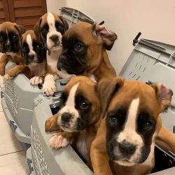 Beautiful 10 week old male and female Boxer Puppies