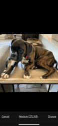 23 month old pure bred boxer