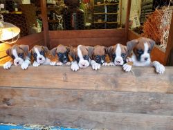 Christmas Boxer Puppies!!