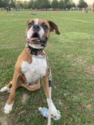 2year old male Boxer