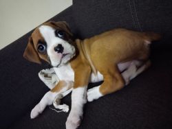 Top Quality Female Boxer Pupp