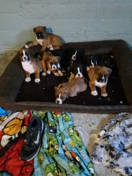 I have a7 week old. Boxer puppies