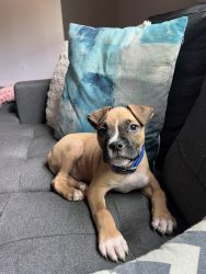 Male Boxer Ready for new home