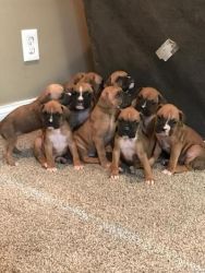 Akc Registered Flashy Fawn & Fawn Females & Male Boxer