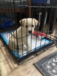 Puppy For rehoming