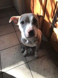 Pit pull female puppy