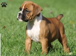 Brown Boxer female to buy at cheap sale price